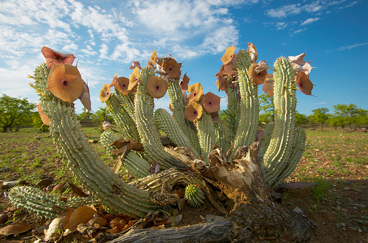 Plant%20Hoodia%20gordonni