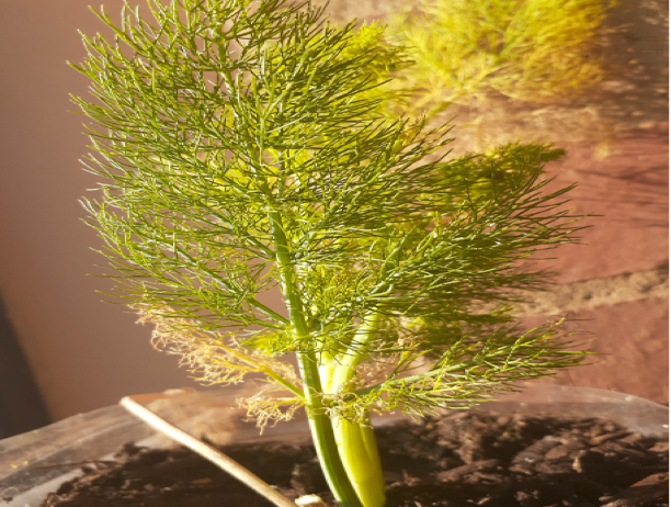 Fennel herbs infested with pests and some leaves turning yellow